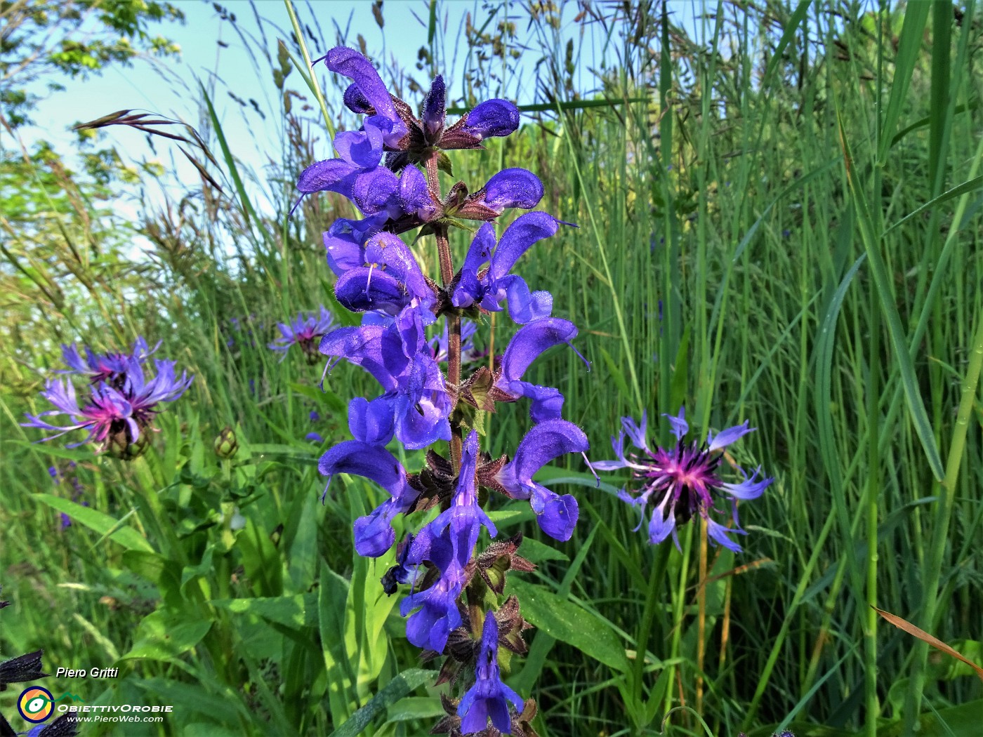 12 Salvia pratensis (Salvia dei prati) con Centaurea triumfettii  (Fiordaliso di Tronfetti) .JPG